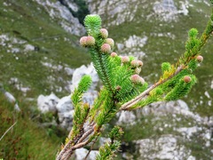 Berzelia rubra