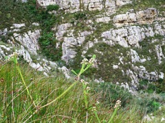 Berzelia rubra