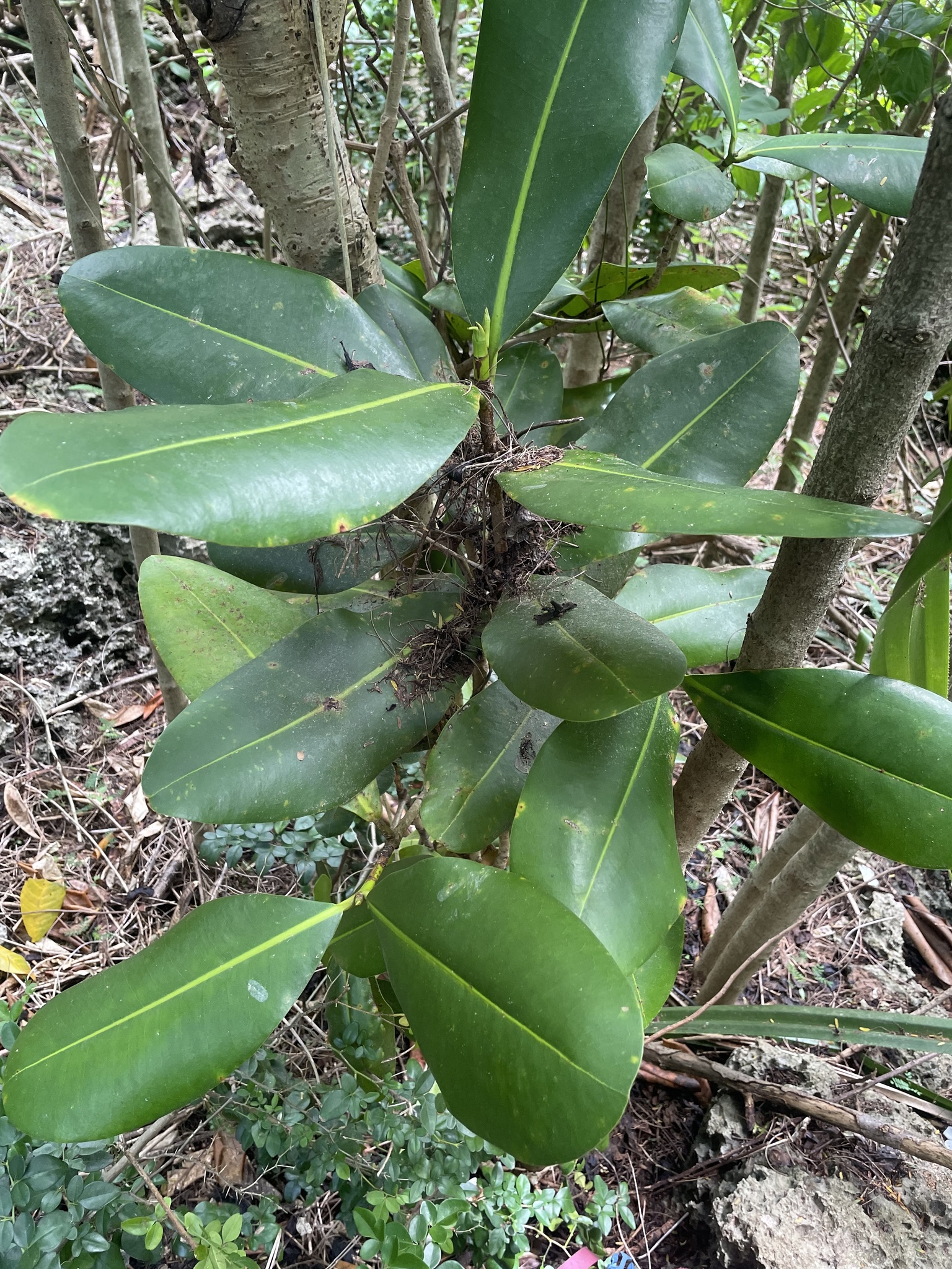 Mammea odorata