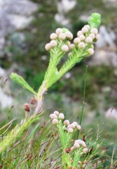 Berzelia rubra