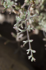 Myrrhidium