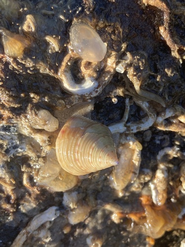 Painted Top Shell