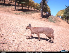 Caracal caracal caracal