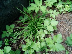 Carex digitata