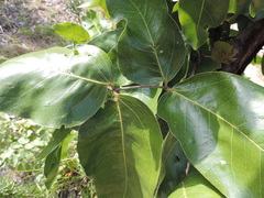 Isoberlinia angolensis