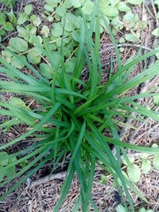 Carex digitata