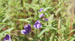 Scutellaria siphocampyloides
