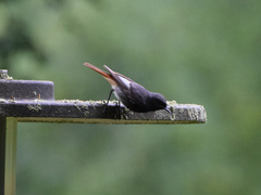 Phoenicurus ochruros