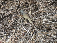 Aspidoscelis tigris tigris