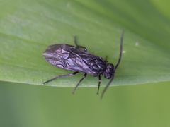 Phymatocera aterrima
