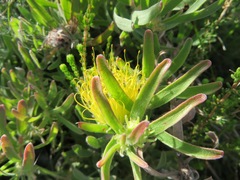 Leucospermum gracile