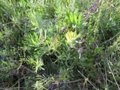 Leucospermum gracile