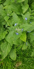 Pentaglottis sempervirens
