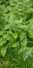 Pentaglottis sempervirens