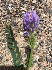 Astragalus laxmannii robustior