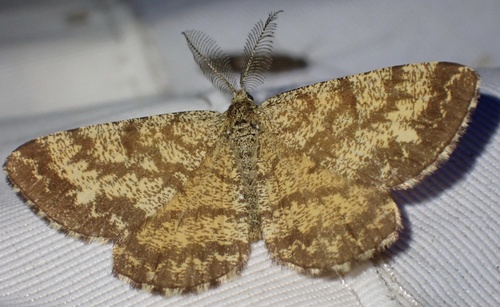 Common Heath photo 3