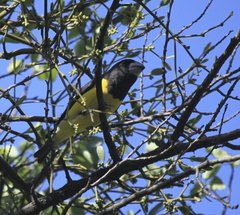 Mycerobas melanozanthos