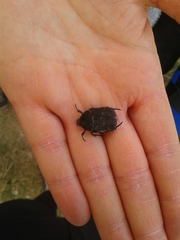 Protaetia morio