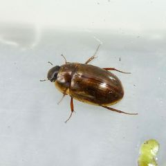 Enochrus testaceus