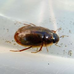 Enochrus testaceus