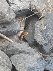 Nerodia sipedon