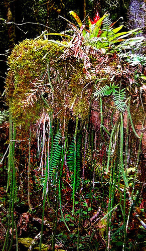 Aporocactus flagelliformis, photograph 2