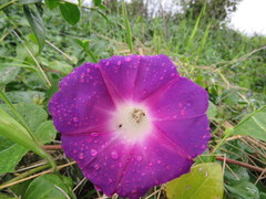 Ipomoea orizabensis