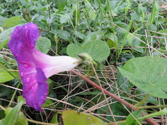 Ipomoea orizabensis