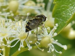 Parasyrphus punctulatus