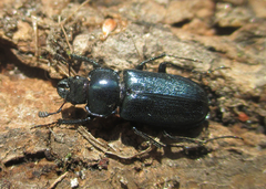 Platycerus caraboides