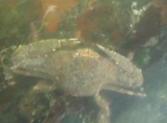 Achelous xantusii