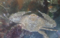 Achelous xantusii