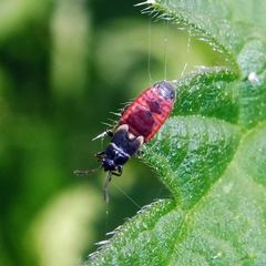 Ischnodemus sabuleti