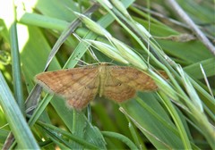 Idaea serpentata