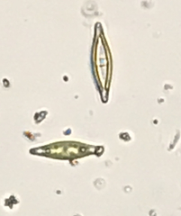 Naviculales