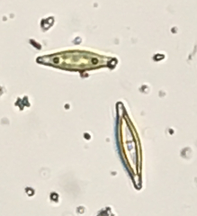 Naviculales