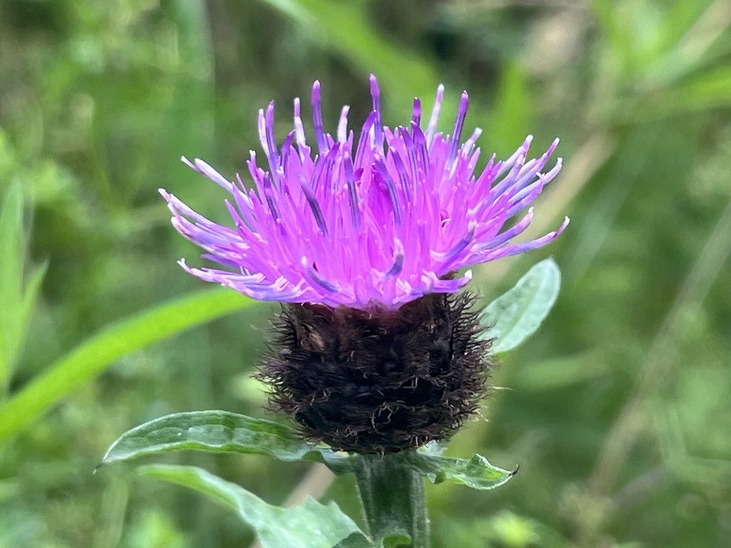 black knapweed from M57, Liverpool, England, GB on July 23, 2024 at 10: ...