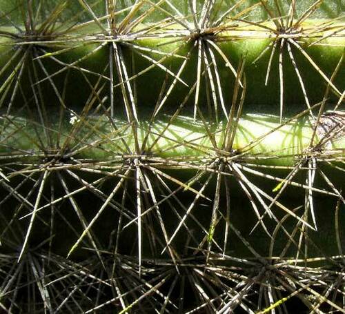 Pilosocereus gaumeri, photograph 6