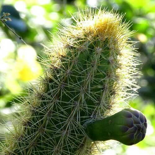 Pilosocereus gaumeri, photograph 5