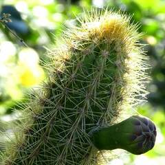 Pilosocereus gaumeri, photograph author not stated, no rights reserved