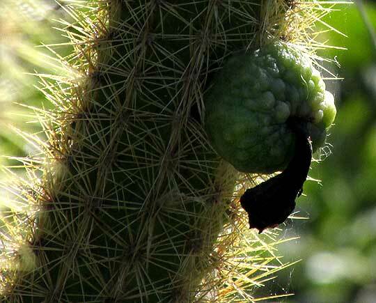 Royen's Tree Cactus (Pilosocereus gaumeri)