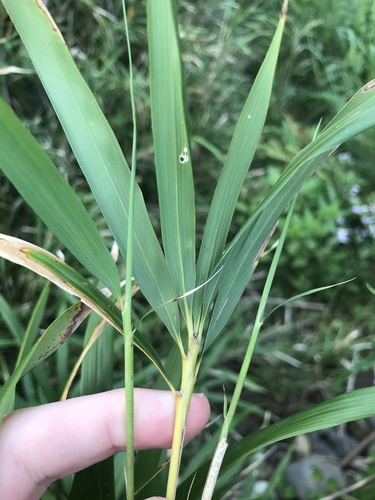 Pleioblastus linearis iNat (3)