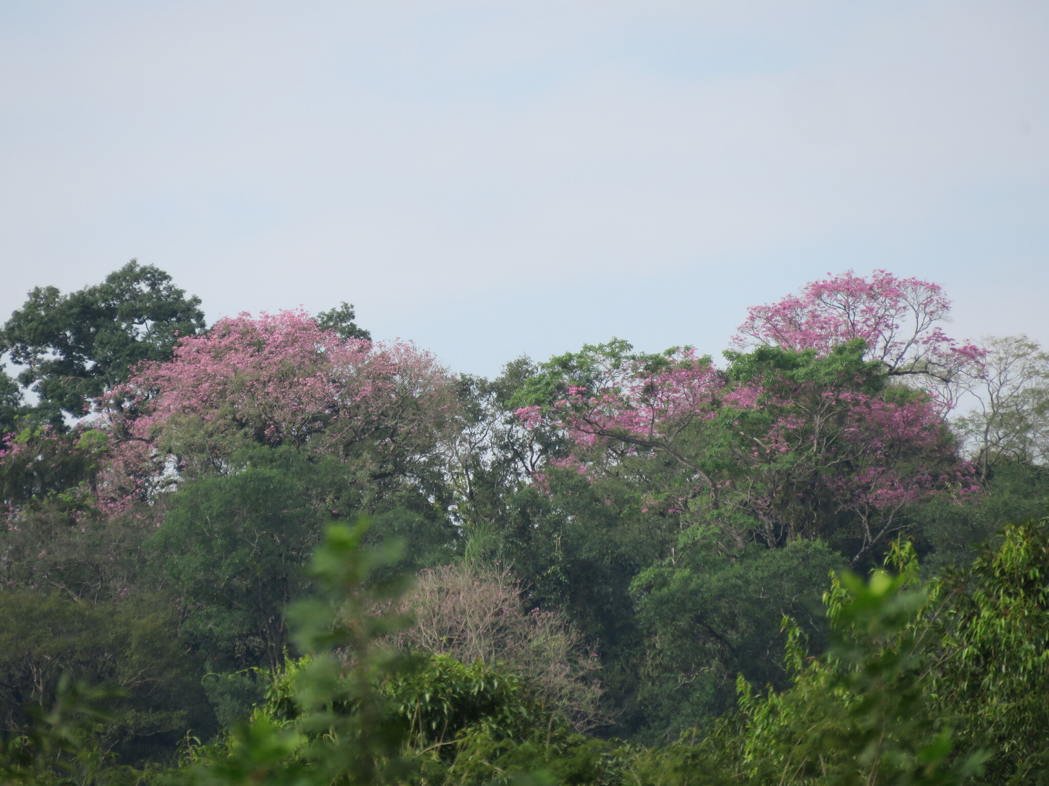 Imagem de Ipê-roxo