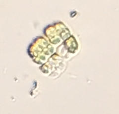 Charophyta