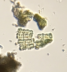 Charophyta