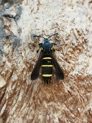 Paranthrene tabaniformis