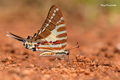 Graphium nomius