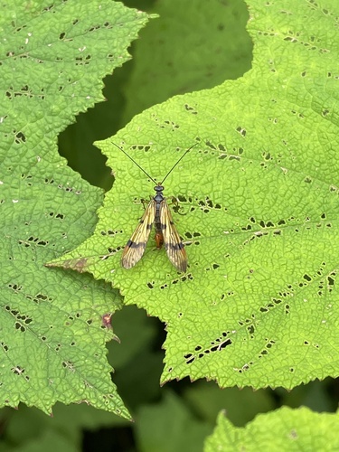 Panorpa flavipennis