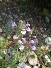 Clinopodium vulgare orientale