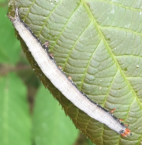 Penitent Underwing photo 3